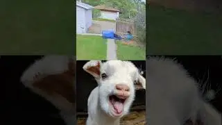 The sheep reaction (p9) 