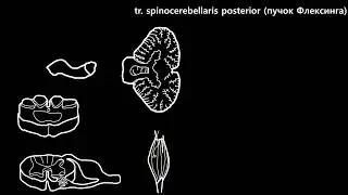 a brief overview of the pathways of the brain and spinal cord