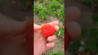 Вечнозеленая магнолия перезимовала супер!