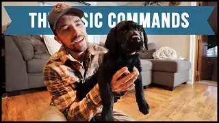 How To Train A Puppy The Basic Commands