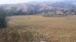 Köye kurt indi