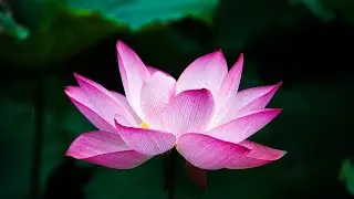 Relaxing Piano Music, Calm Piano, Beautiful Piano, Relaxing Music