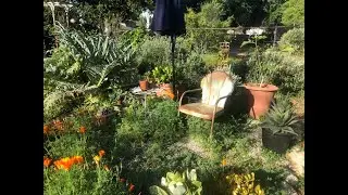 A TOUR OF MY GARDEN MARCH 2020