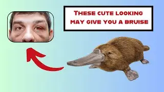 20 Weird Animal Facts That Will Surprise You