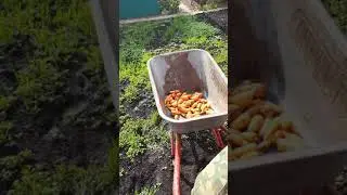 Морковь на зиму (моем, сушим, упаковываем) хранится год, до нового урожая