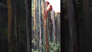 Этюд или картина?
