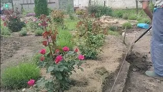 Встреча внуков///Начали делать дорожку вдоль роз!!! Собираем цыплят и готовим их ко сну!!!🌹🌹🌹🏠🐓