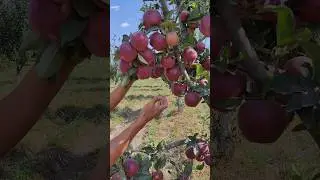 KREPSON OLMA PISHDI #uzbekistan #fruit #rec #farming #rekda #shortvideo #food #rekaciq