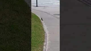 caminhando encontrei uma sabiá