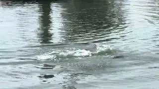 BABY DOLPHINS Jumping in Clearwater Florida- summer babies learning jumps.