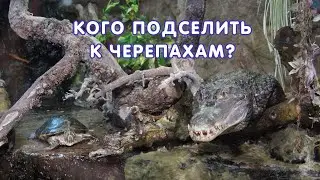 Кого подселить к черепахам? Крокодила? Игуану? Рыбок?