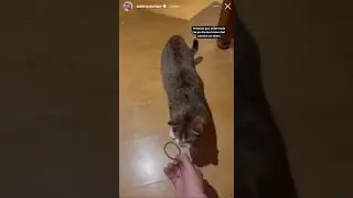 Aminematue dresse son chat Baki 😸