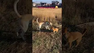 Good morning dogs😜🤪😍 #animals #pets #dog #funnyvideo #youtubeshorts