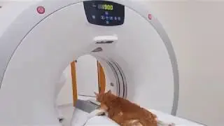 CT Scan at Zabeel Veterinary Hospital
