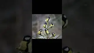 Прикол про синичек