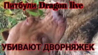 Питбули Dragon Live Спайк и Киара. Натравили двоих питбуля на бедную дворняжку Что это было АГОП?