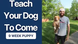 Teach Your Puppy To Come- Nova Scotia Duck Tolling Retriever Puppy