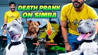 Shreeman Legend Death Prank on Simab | Simba Darshan