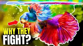 Why Do Betta Fish Fight? (And How To Stop It)