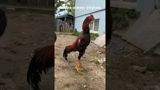 ASİL HİNT HOROZU,HİNT HOROZU SESİ ÖTÜŞÜ Krala kafa tutuyorlar #shortvideo #subscribe #aseel #destek