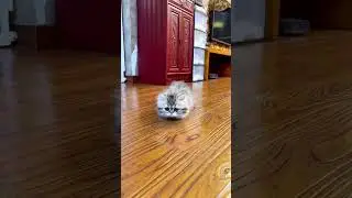 Я узнал что такое токийский дрифт. #милота #cat #котики #funny #коты #cute #котята #catlover #pets