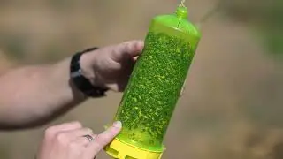 Emptying RESCUE! Reusable Yellowjacket Traps with Drew