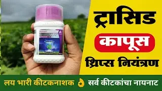 ट्रासिड किटकनाशक माहिती | Trassid insecticide information | कापूस थ्रिप्स नियंत्रण #Trassid