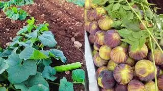 AHLAH (Tur Abdin) - Mashud Elia - Aramaic Song Music 2025