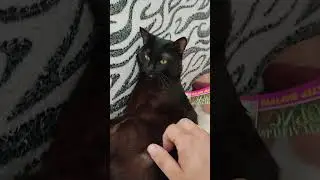 #котики #хвостики #кот #кусака