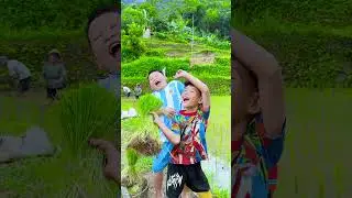 Rice seedlings 