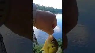 Ultralight fishing with worms