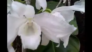 Cherry Mobile FLARE Video Test [Outdoor SD 720x480p 29fps MONO]