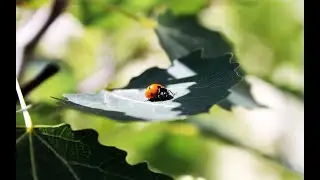 60 minutes of beautiful nature scenery and relaxing music to relieve stress.