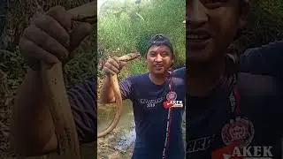 mancing belut dapat babon