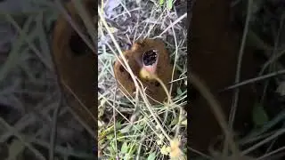 Грибы 🍄‍🟫 съедобные или нет? 👎