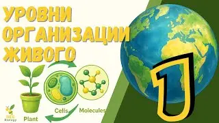 Уровни Организации Живой Материи