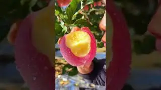fruits 33