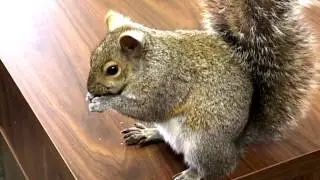 Brave Squirrel in editing room