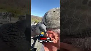 Pigeon Affection 