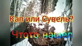 Березовый Кап или Сувель матерьял для рукоятей