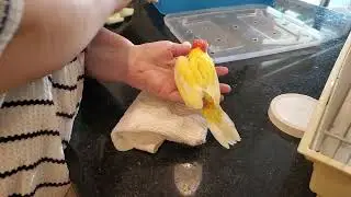 Hand feeding Robino and Lutino Rosella parrots.