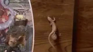 Тритон-акробат