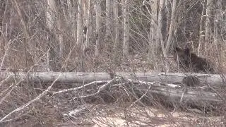 Медведь за нами наблюдает .