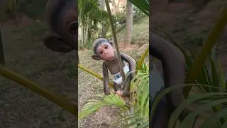 ACHEI um MACACO 🙉