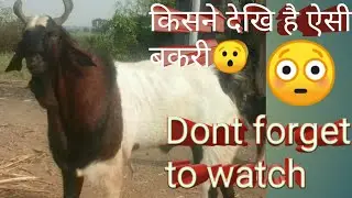 African boar goats|| best goat in the world ||expensive goat in the world ||