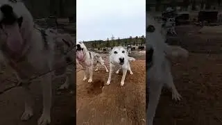 #собакаулыбака #хаски #хаскидляласки #хаскивидео #собака #ездовойспорт #ездовыесобаки