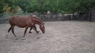 Рута на кордео, команда "вниз"