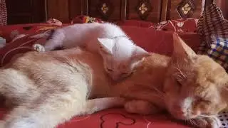 viral anak kucing minta nyusu ke kakek nya 😀😀😀😀😀😀