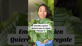 Quieres Dinero y Amor ?? Regala Plantas 🤣 #plantas #jardin #humorviral #humorplantil #humormemes