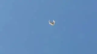 Голуби СВГ Сергиенко Д.С. 12.07.2024